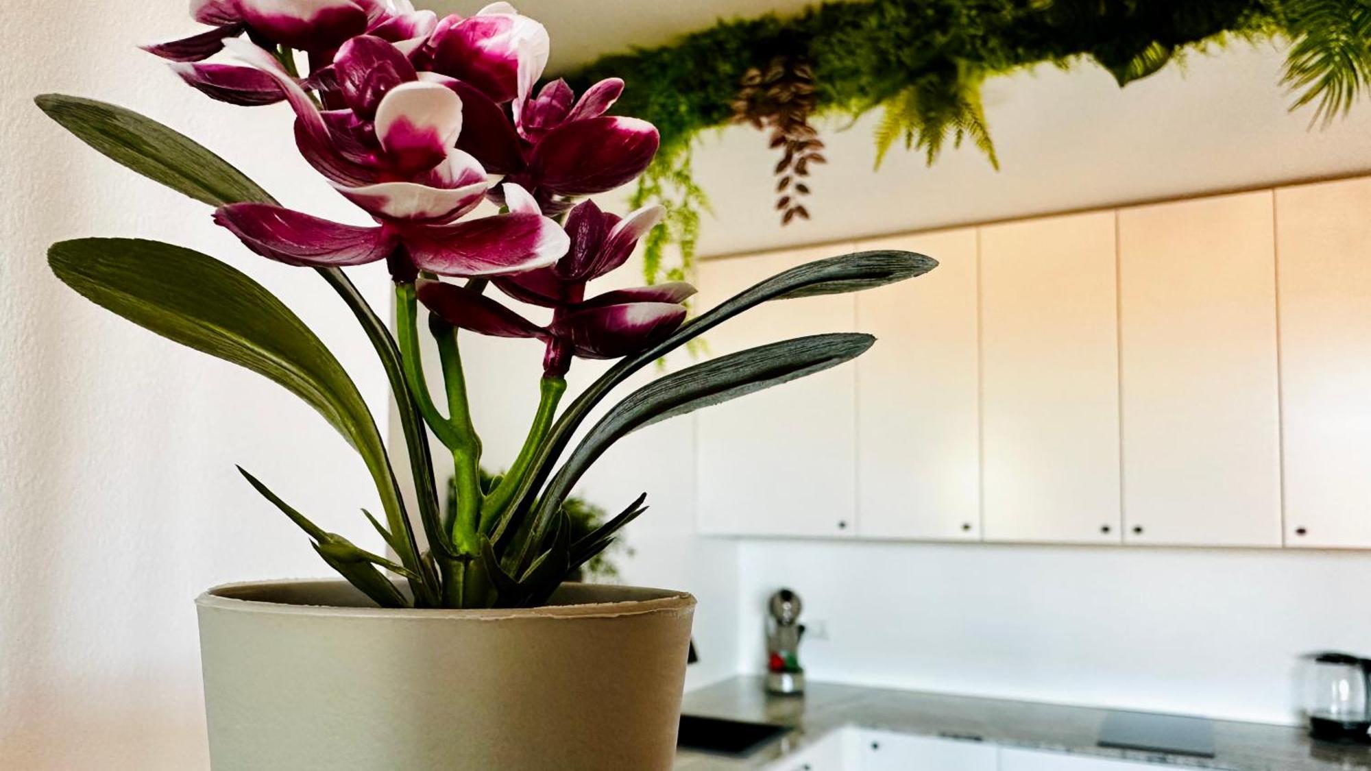 Garden Of Eden Modern - Apartello,com * Sveti Vlas